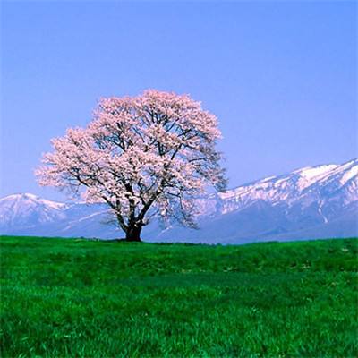 王者大决战九游版下载